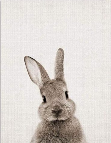Grey Bunny Paint By Numbers
