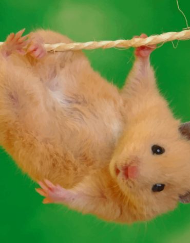 Hamster Stunts Fun Paint By Numbers