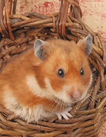 Playful Hamster Paint By Numbers