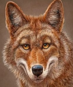 Happy Coyote Animal Paint By Numbers