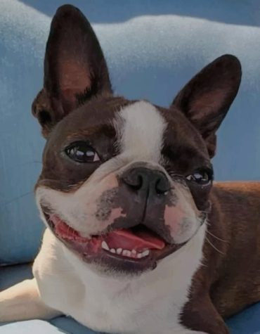 Happy Dog Picture Paint By Numbers