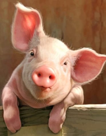 Adorable Pig Paint By Numbers