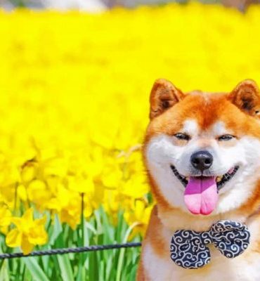 Shiba Inu Puppy Paint By Numbers