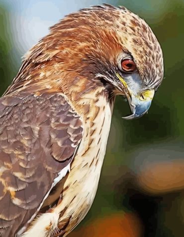 Majestic Hawk Birds Paint By Numbers