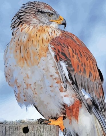 Majestic Hawk Bird Paint By Numbers