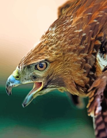 Elegant Hawk Eagle Paint By Numbers