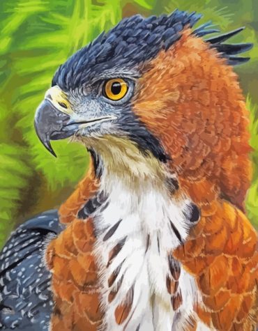 Majestic Hawk Eagle Paint By Numbers