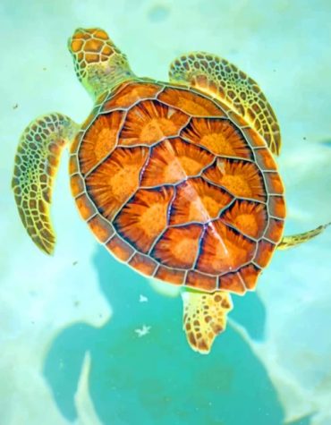 Hawksbill Sea Turtle Paint By Numbers