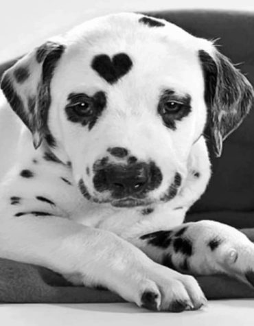 Dalmatian Lover Paint By Numbers