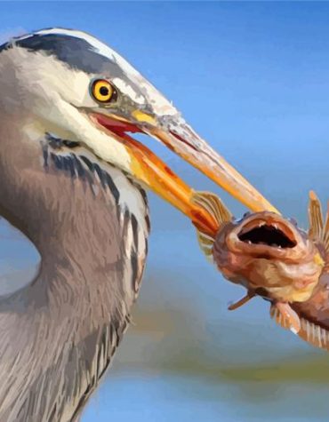 Majestic Heron Fishing Paint By Numbers