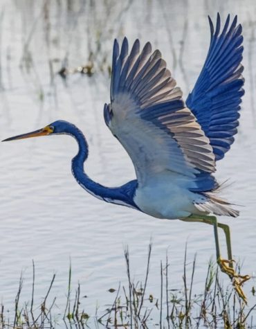 Majestic Heron Flying Paint By Numbers