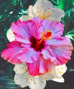 Pink Hibiscus Paint By Numbers