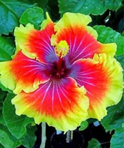 Hibiscus Flower Garden Paint By Numbers