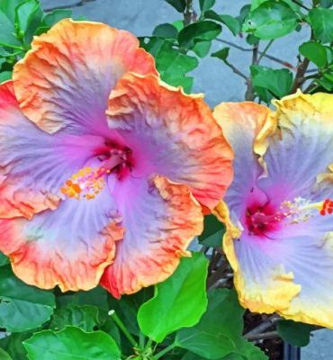 Hibiscus Blooms Paint By Numbers