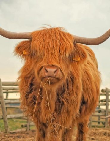 Highland Cow Animals Paint By Numbers