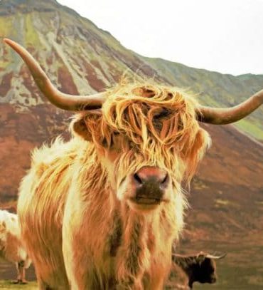 Savanna Highland Cow Paint By Numbers
