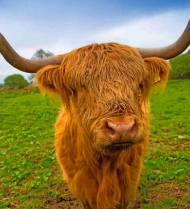 Brown Highland Cattle Paint By Numbers