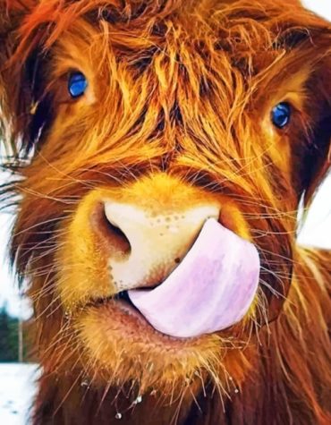 Highland Cow Calf Paint By Numbers