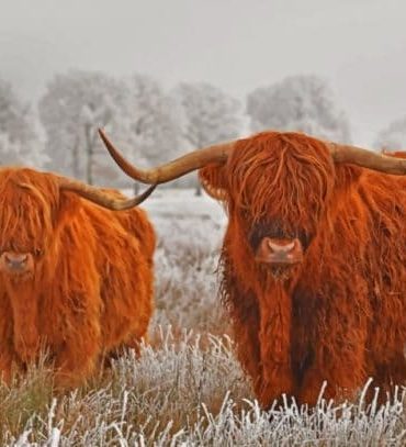 Highland Cows Winter Wonderland Paint By Numbers