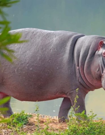 Hippopotamus Wildlife Paint By Numbers