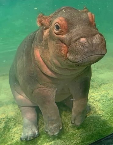 Hippopotamus Wildlife Paint By Numbers