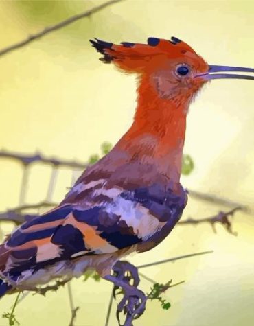Hoopoe African Bird Paint By Numbers