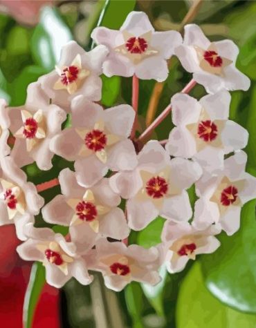 Hoya Flower Delight Paint By Numbers