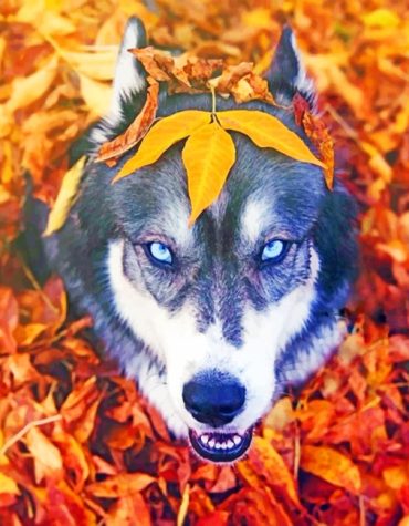 Autumn Husky Dog Paint By Numbers