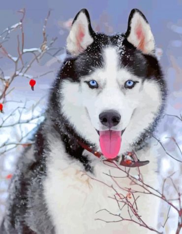 Snowy Husky Paint By Numbers