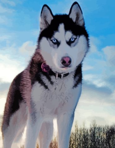 Husky Dog in Snow Paint By Numbers
