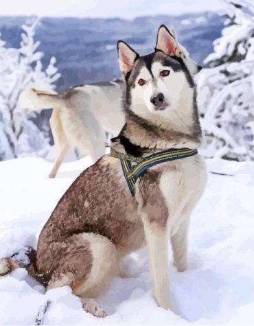 Snowy Husky Wolf Dogs Paint By Numbers