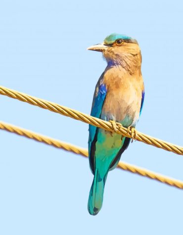 Indian Roller Bird Paint By Numbers