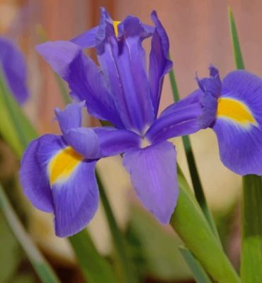 Purple Iris Bloom Paint By Numbers