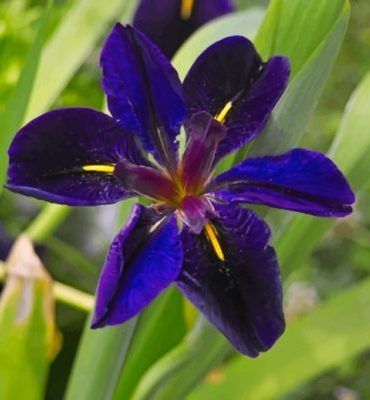 Iris Louisiana Flower Paint By Numbers