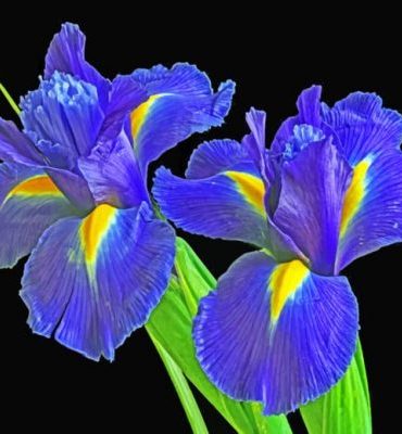 Irises Plant Art Paint By Numbers