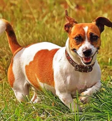Jack Russell Puppy Paint By Numbers