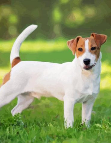 Jack Russell Terrier Puppies Paint By Numbers