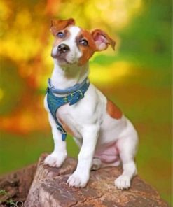 Jack Russell Terrier Paint By Numbers