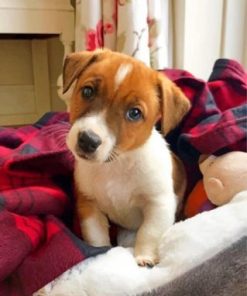 Jack Russell Terrier Charm Paint By Numbers