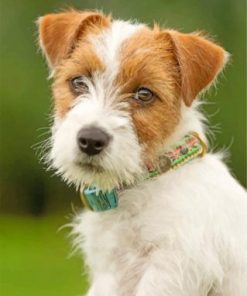 Jack Russell Terrier Puppy Paint By Numbers