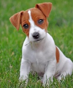 Jack Russell Terrier Puppy Paint By Numbers