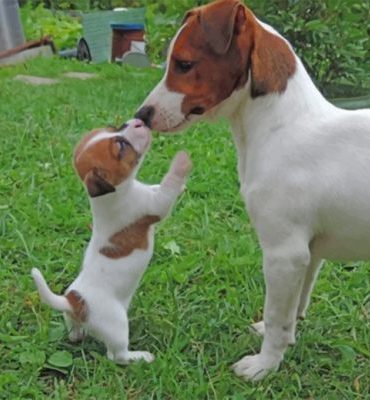 Jack Russell Terrier Puppies Paint By Numbers