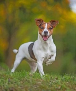 Jack Russell Puppy Paint By Numbers