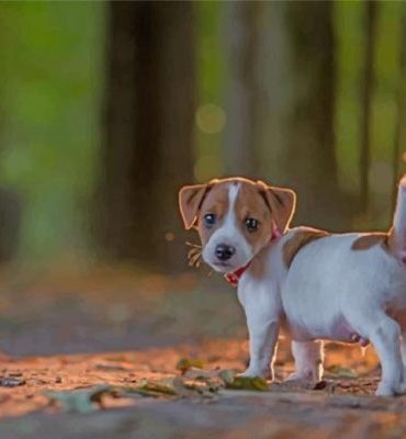 Jack Russell Puppy Paint By Numbers