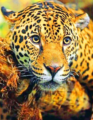 Wild Jaguar Art Paint By Numbers