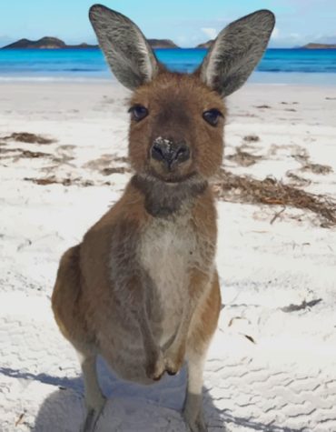 Beach Kangaroo Paint By Numbers