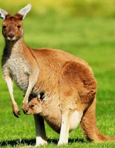 Kangaroo with Joey Paint By Numbers