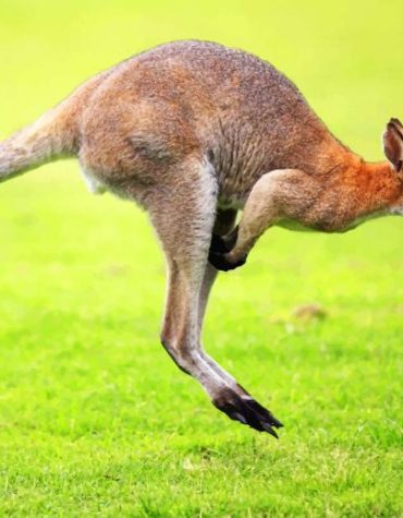 Kangaroo in Natural Habitat Paint By Numbers