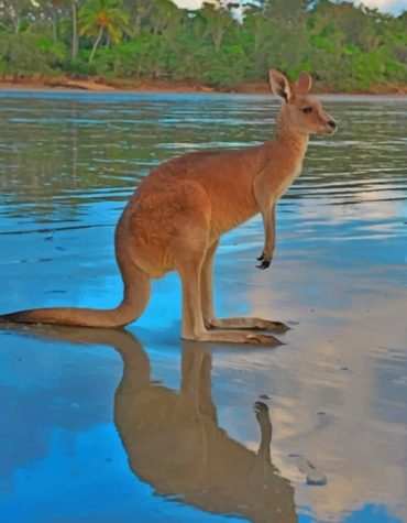 Kangaroo Wildlife Experience Paint By Numbers
