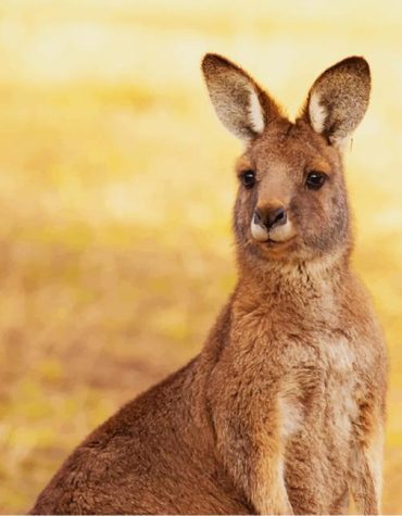 Kangaroo Wildlife Art Paint By Numbers